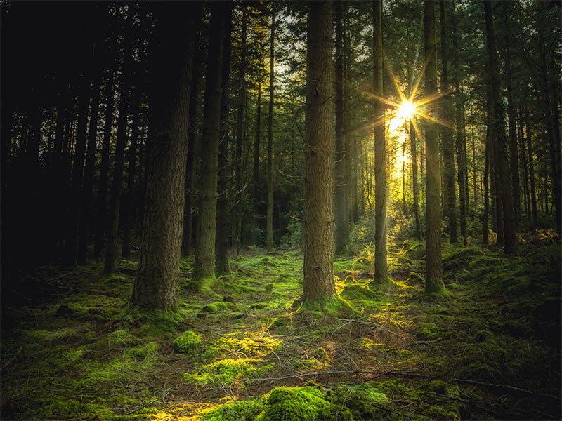 Together into a sustainable future